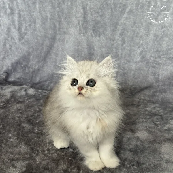 Marble, a persian kitten — photo 8