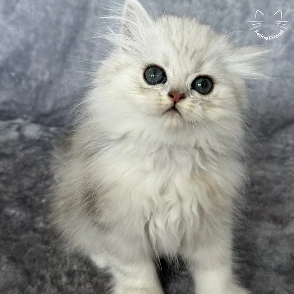 Marble, a persian kitten — photo 9