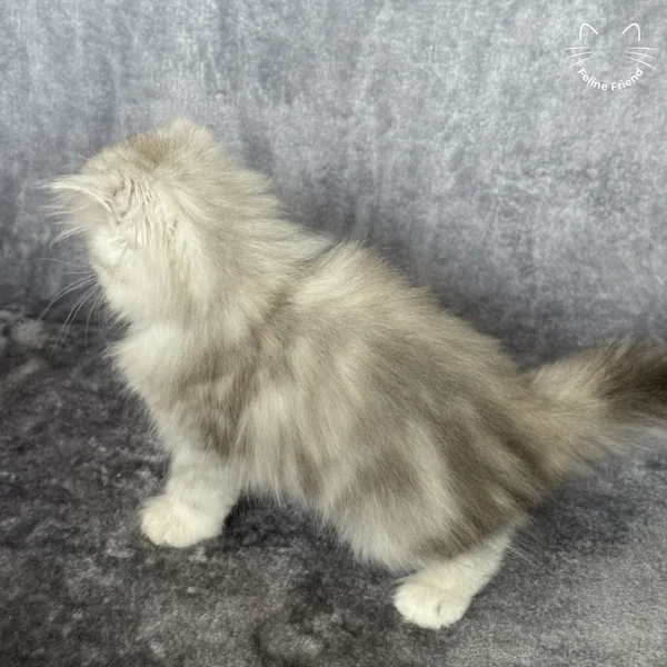 Marble, a persian kitten — photo 4