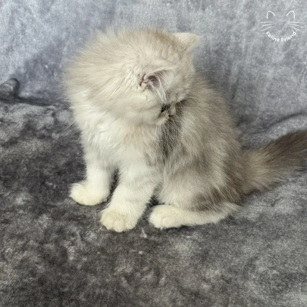 Marble, a persian kitten — photo 5