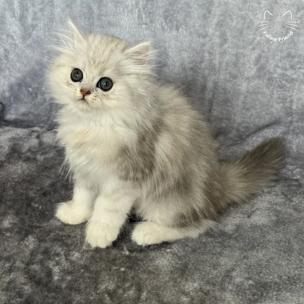 Marble, a persian kitten