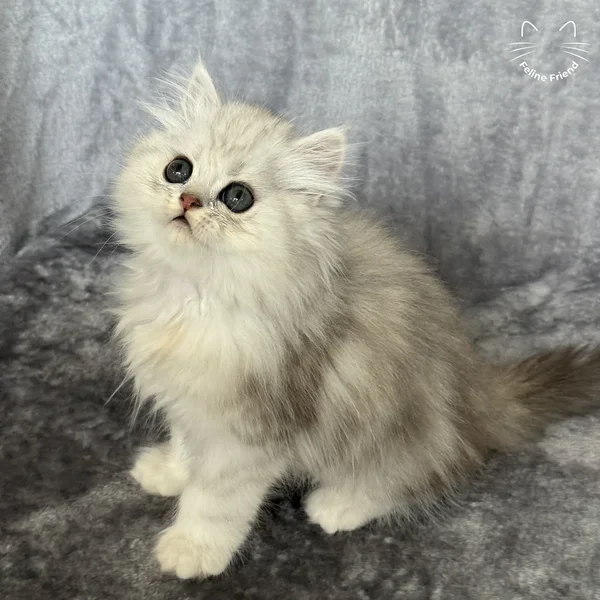 Marble, a persian kitten — photo 6