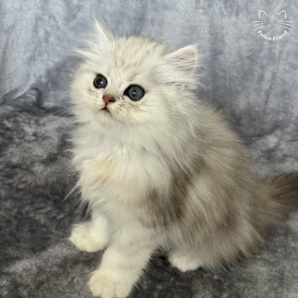 Marble, a persian kitten — photo 7