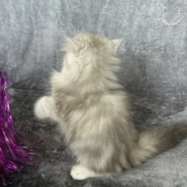 Marble, a persian kitten — photo 2