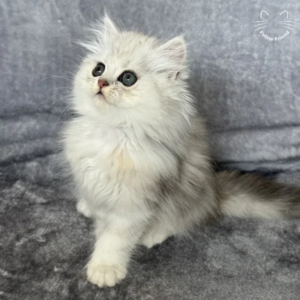 Marble, a persian kitten — photo 11