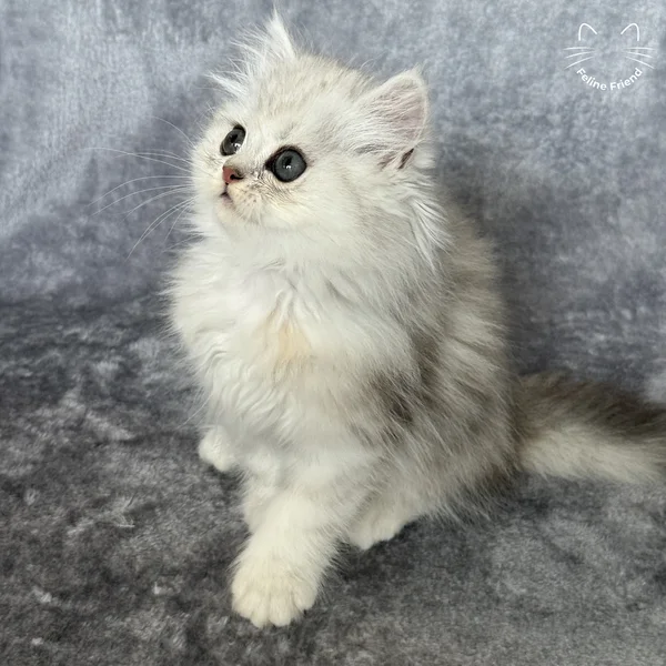 Marble, a persian kitten — photo 10