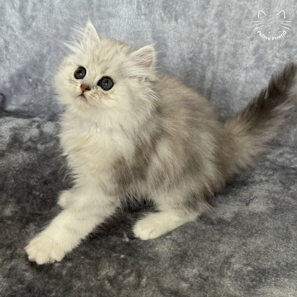 Marble, a persian kitten — photo 3