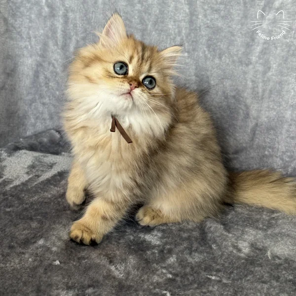 Peanut, a persian kitten — photo 2