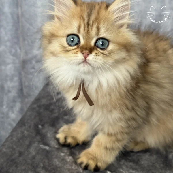 Peanut, a persian kitten — photo 13