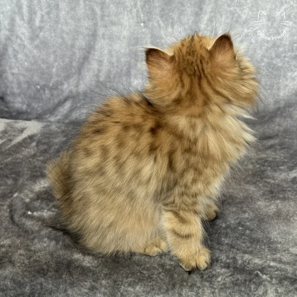 Peanut, a persian kitten — photo 6