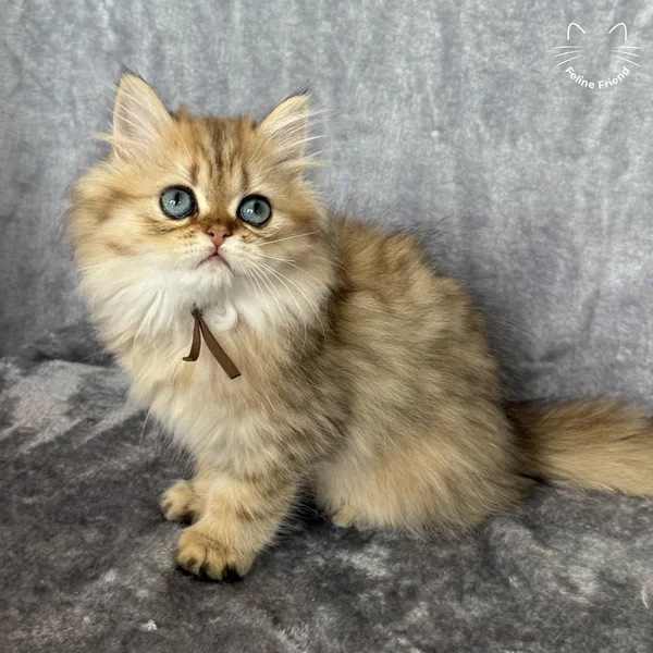 Peanut, a persian kitten — photo 5