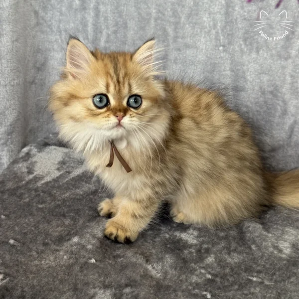 Peanut, a persian kitten — photo 3