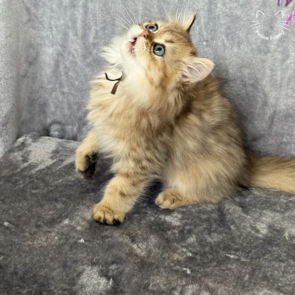 Peanut, a persian kitten
