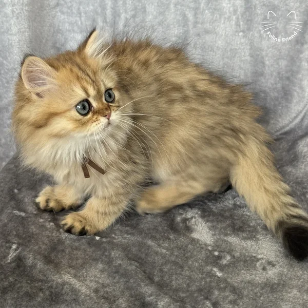 Peanut, a persian kitten — photo 11