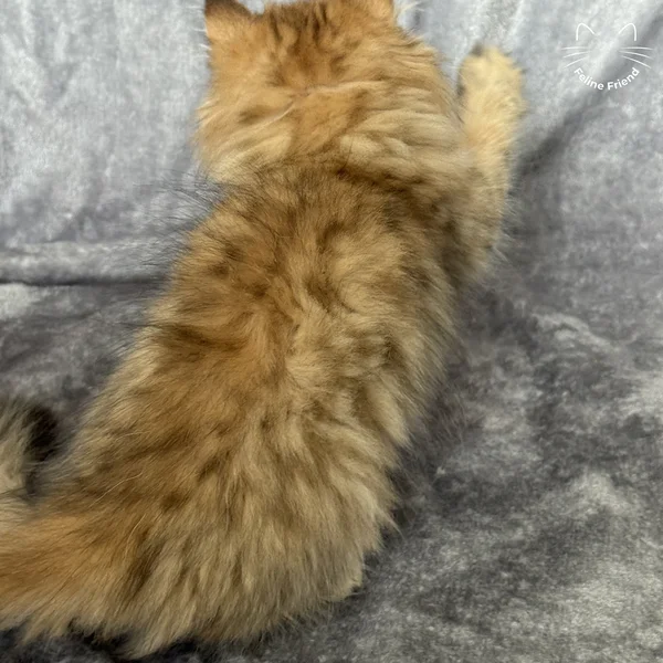 Peanut, a persian kitten — photo 10