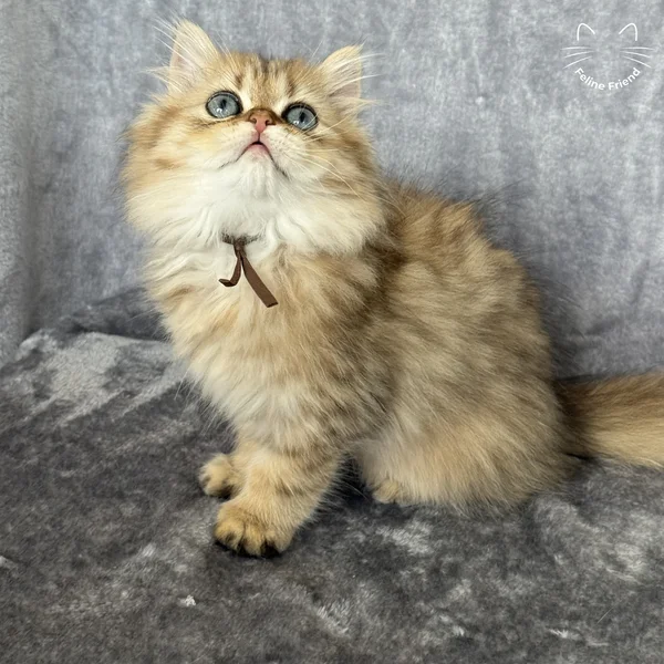 Peanut, a persian kitten — photo 4