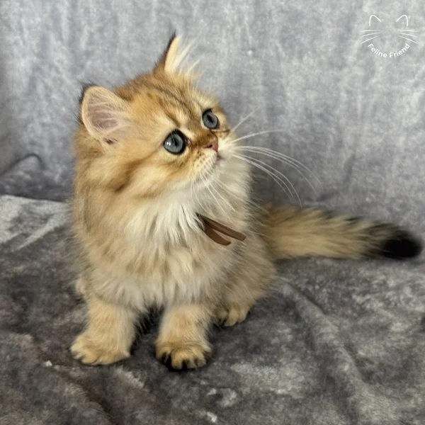 Peanut, a persian kitten — photo 8