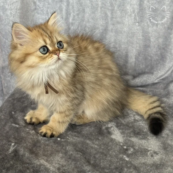 Peanut, a persian kitten — photo 12