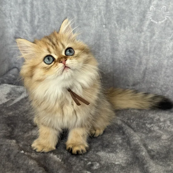 Peanut, a persian kitten — photo 9