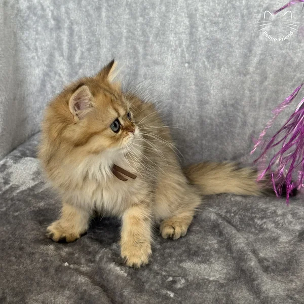 Peanut, a persian kitten — photo 7