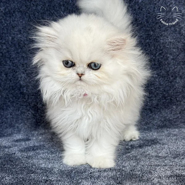 Sharmel, a persian kitten — photo 6