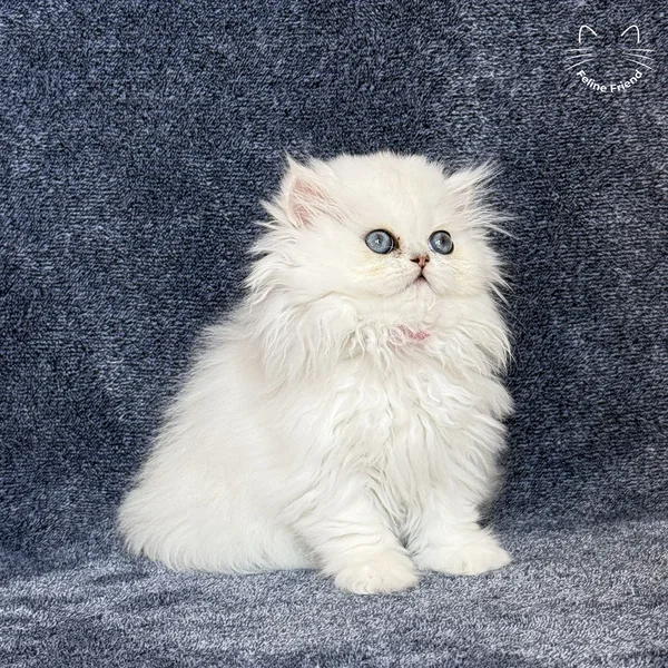 Sharmel, a persian kitten — photo 5