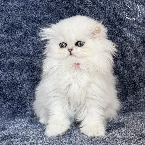 Sharmel, a persian kitten — photo 7