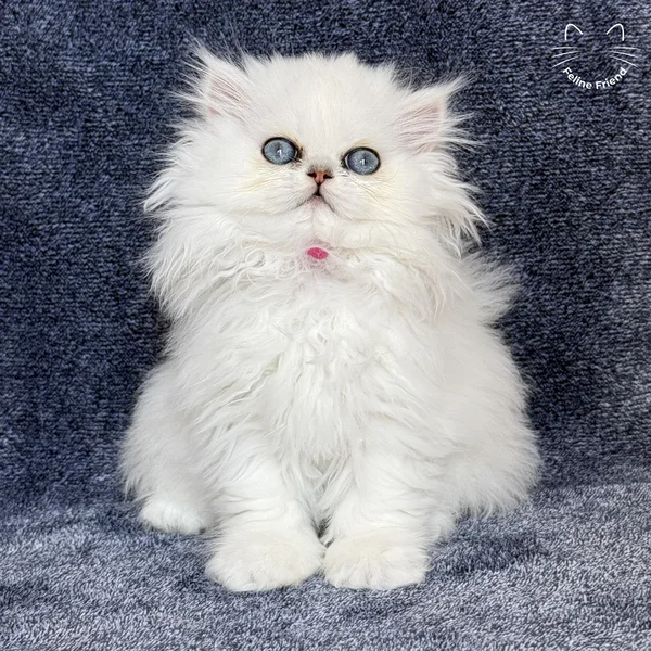Sharmel, a persian kitten — photo 12