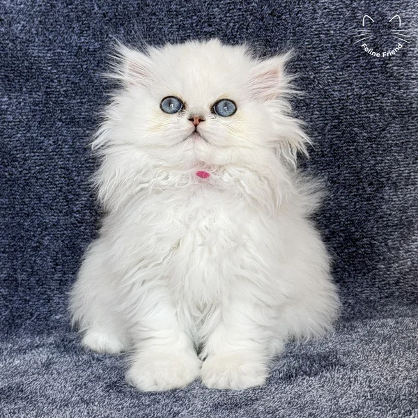 Sharmel, a persian kitten — photo 11