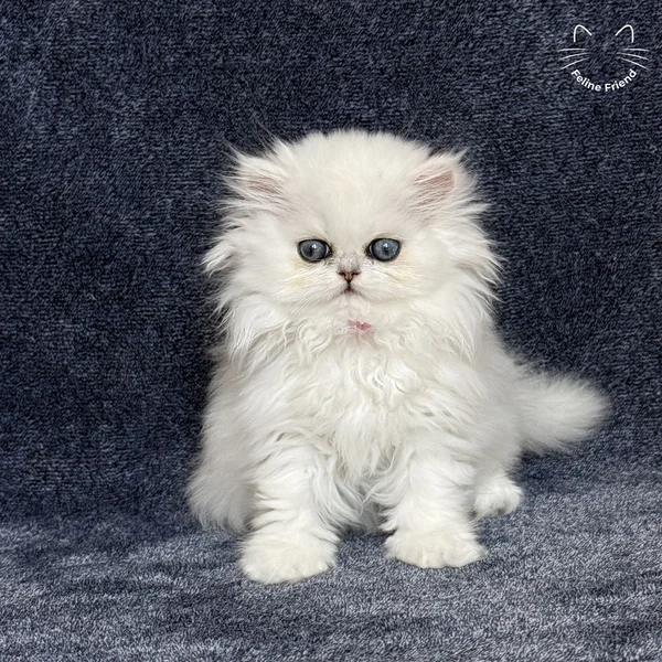Sharmel, a persian kitten — photo 3