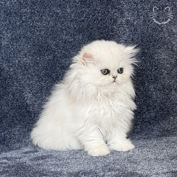 Sharmel, a persian kitten — photo 4