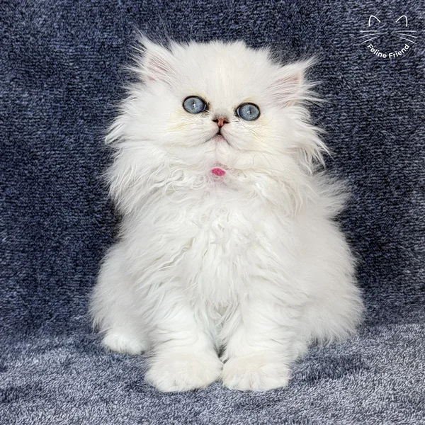 Sharmel, a persian kitten — photo 13
