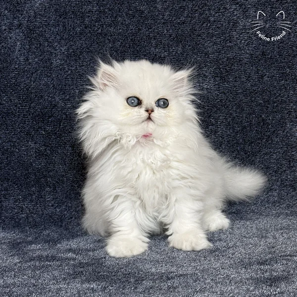 Sharmel, a persian kitten — photo 1