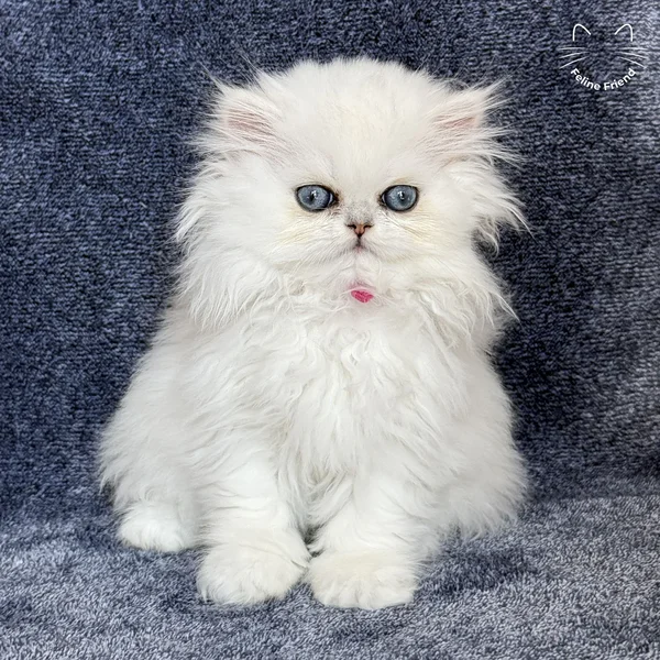 Sharmel, a persian kitten — photo 10