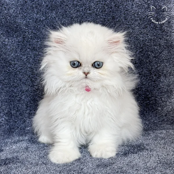 Sharmel, a persian kitten — photo 9