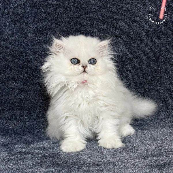 Sharmel, a persian kitten — photo 2