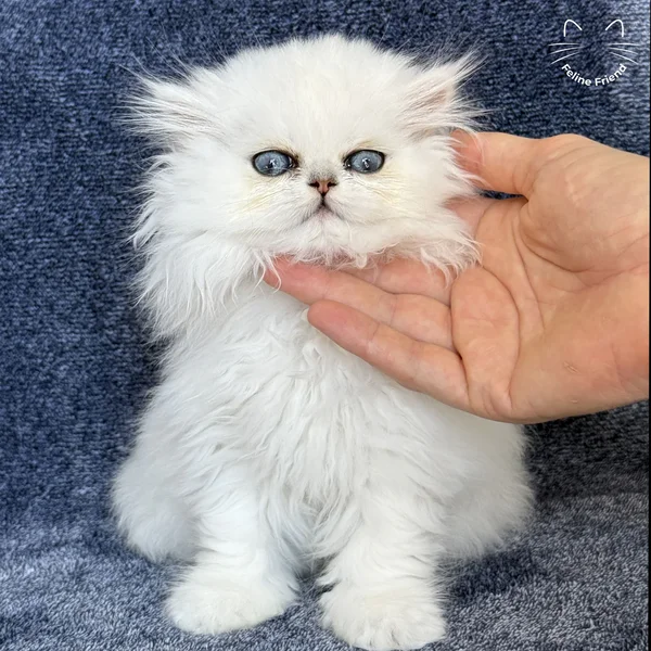Sharmel, a persian kitten — photo 8