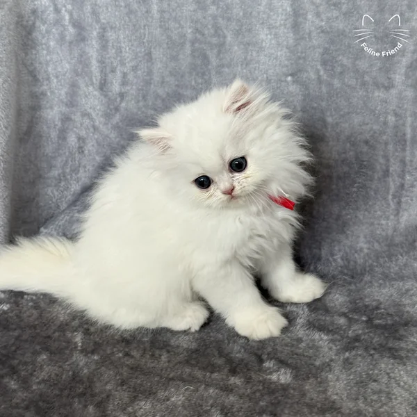 Cosmo, a persian kitten — photo 3