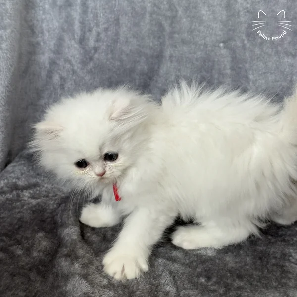 Cosmo, a persian kitten