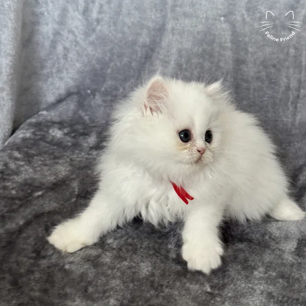 Cosmo, a persian kitten — photo 4