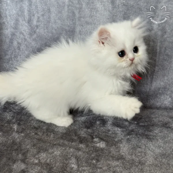Cosmo, a persian kitten — photo 2