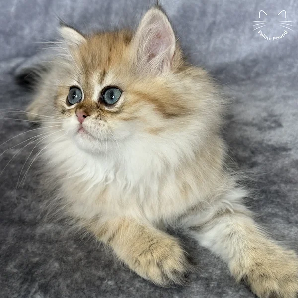 Walnut, a persian kitten — photo 15