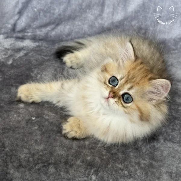 Walnut, a persian kitten — photo 12