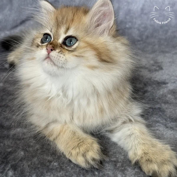 Walnut, a persian kitten — photo 17
