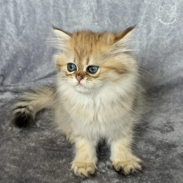 Walnut, a persian kitten — photo 8