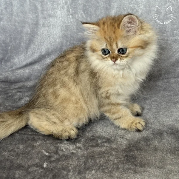 Walnut, a persian kitten — photo 2
