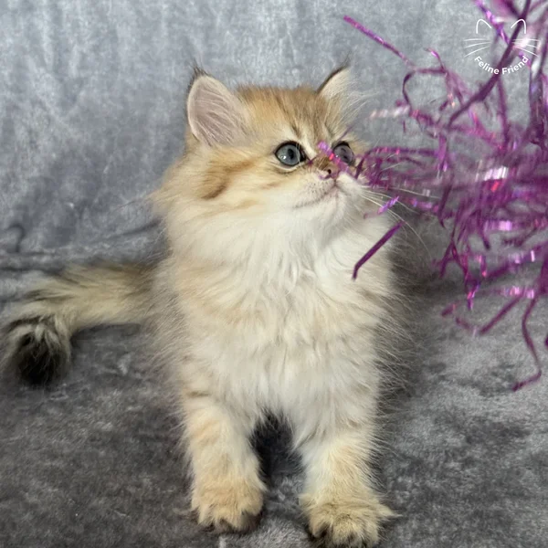 Walnut, a persian kitten — photo 6