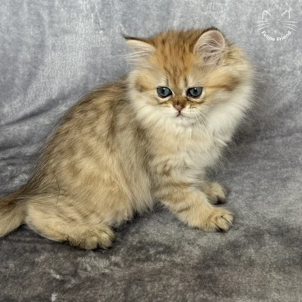 Walnut, a persian kitten — photo 3