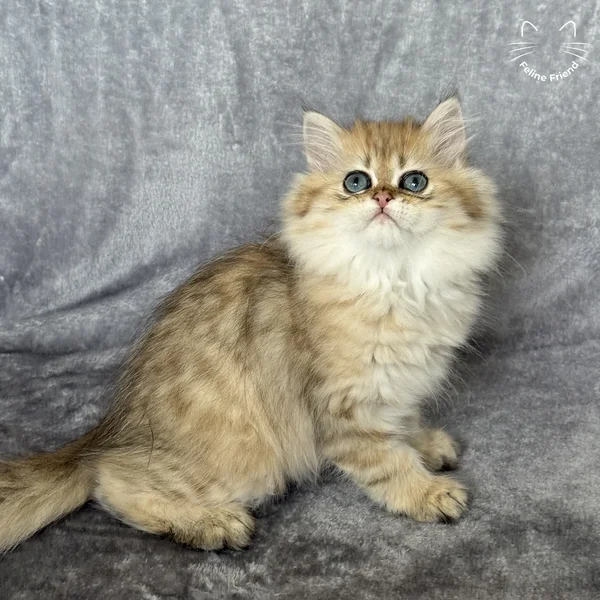 Walnut, a persian kitten