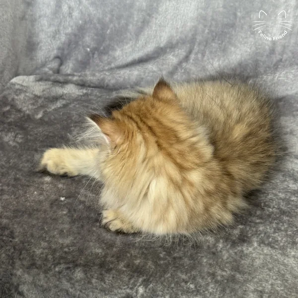 Walnut, a persian kitten — photo 10